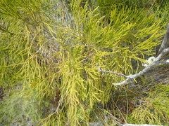 Lepidothamnus intermedius