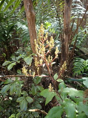Brachyglottis myrianthos