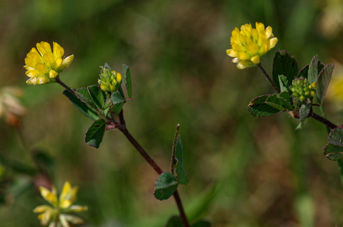 Trifolium dubium