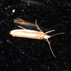 Ypsolopha parenthesella
