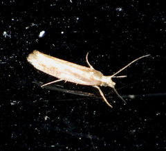 Ypsolopha parenthesella