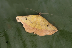 Hemeroplanis scopulepes