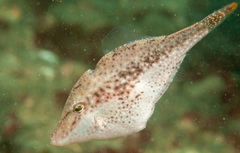 Bridled Leatherjacket photo 3