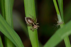 Maratus pavonis
