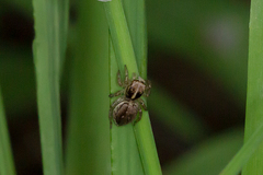 Maratus pavonis