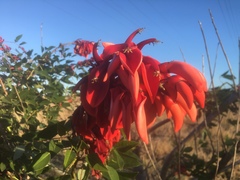 Erythrina crista-galli