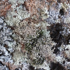 Sphaerophorus fragilis