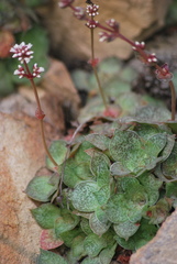 Crassula montana