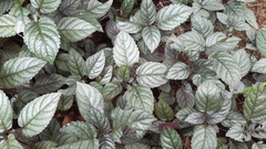 Hemigraphis alternata