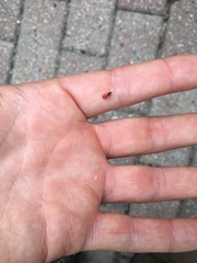 Zenodosus sanguineus