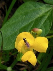 Vigna reflexopilosa