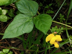 Vigna reflexopilosa