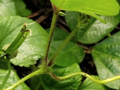 Vigna reflexopilosa
