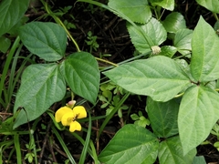 Vigna reflexopilosa