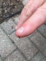 Zenodosus sanguineus