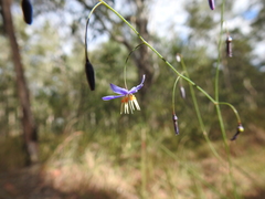 Dianella rara