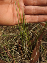 Dianella rara