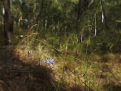 Dianella rara