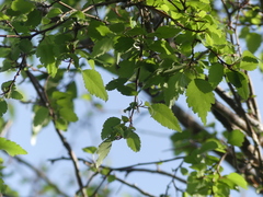 Plagianthus regius regius