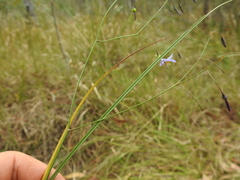 Dianella rara