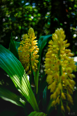 Calanthe formosana