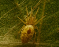 Nigma puella