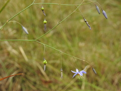 Dianella rara