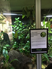 Naultinus