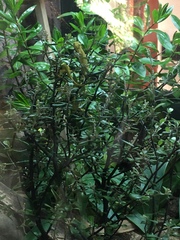 Naultinus