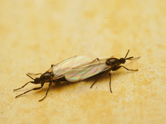 Scatopse notata