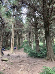 Cunninghamia lanceolata