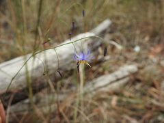 Dianella rara