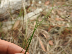 Dianella rara