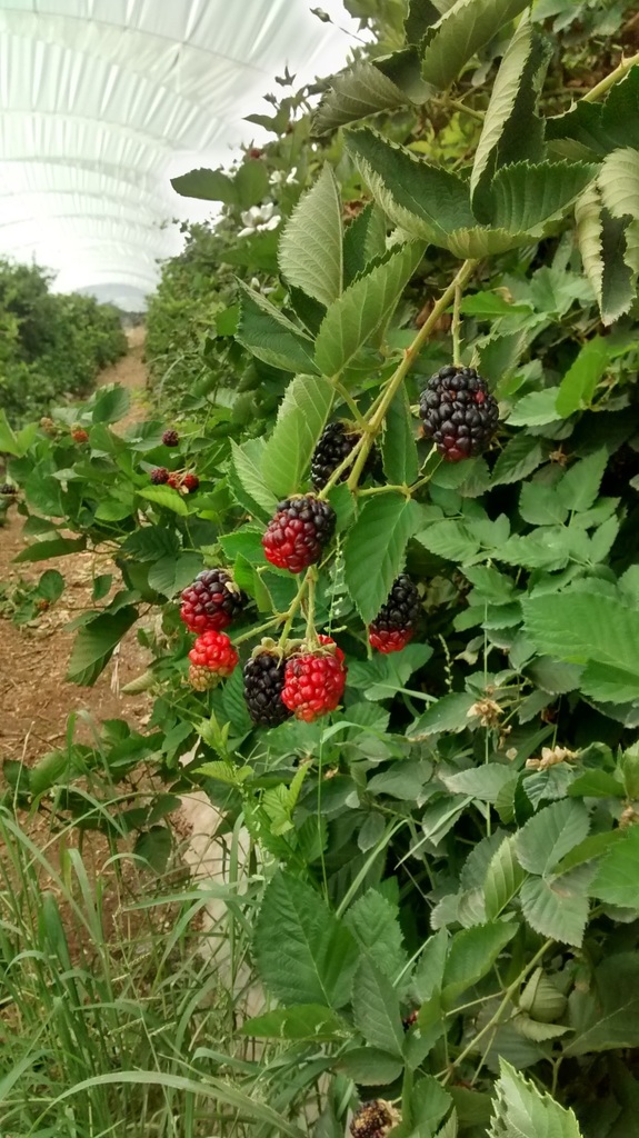 Rubus from Sayula, Jal., México on 2017년 05월 26일 (금) at 03:48 오후 by ricardoag · iNaturalist Section Rubus