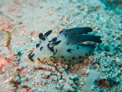 Thecacera