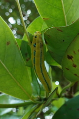 Macroglossum passalus