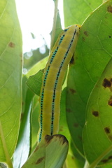 Macroglossum passalus