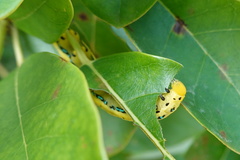 Macroglossum passalus