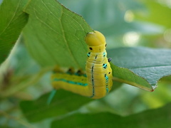 Macroglossum passalus