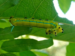 Macroglossum passalus