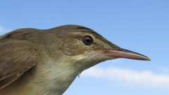 Acrocephalus griseldis