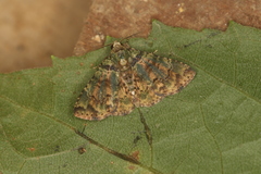 Metalectra geminicincta