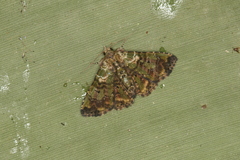 Metalectra geminicincta