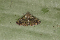 Metalectra geminicincta