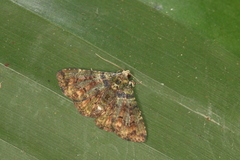 Metalectra geminicincta