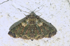 Metalectra geminicincta