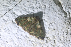 Metalectra geminicincta