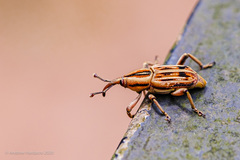 Rhabdoscelus lineaticollis