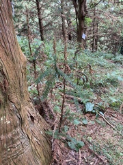 Cunninghamia lanceolata