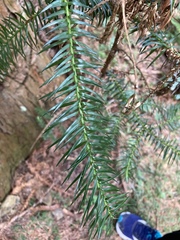 Cunninghamia lanceolata